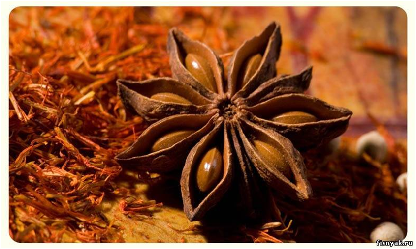 Бадьян анис звездчатый растение. Анис бадьян\ саженцы. Бадьян (анис звездчатый) семена. Жирный пряный и маслянистый запах